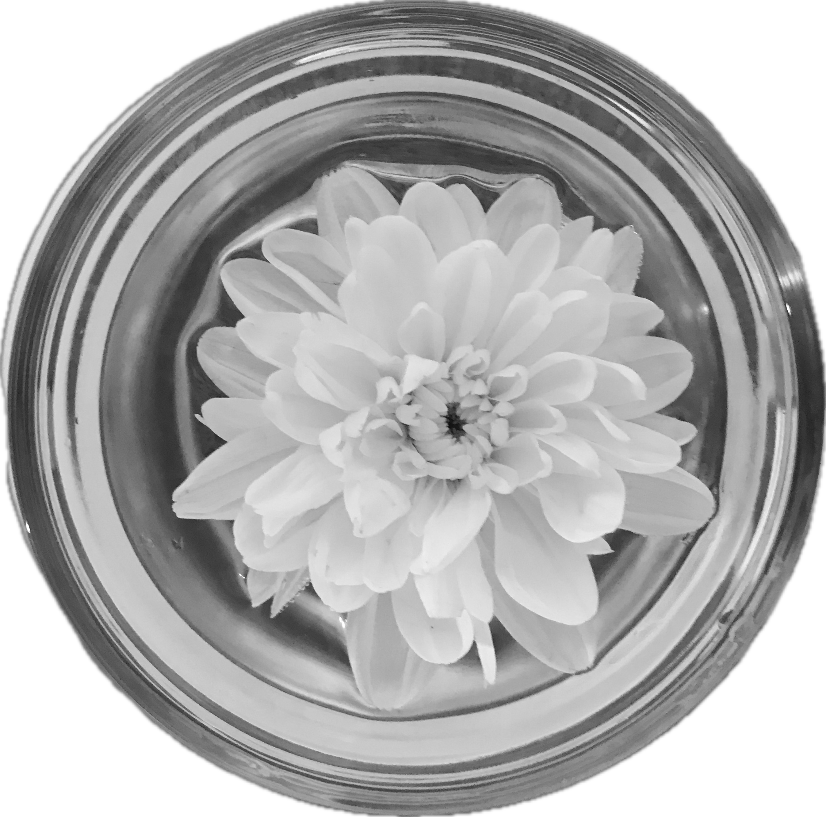 a white flower in a small dish of water