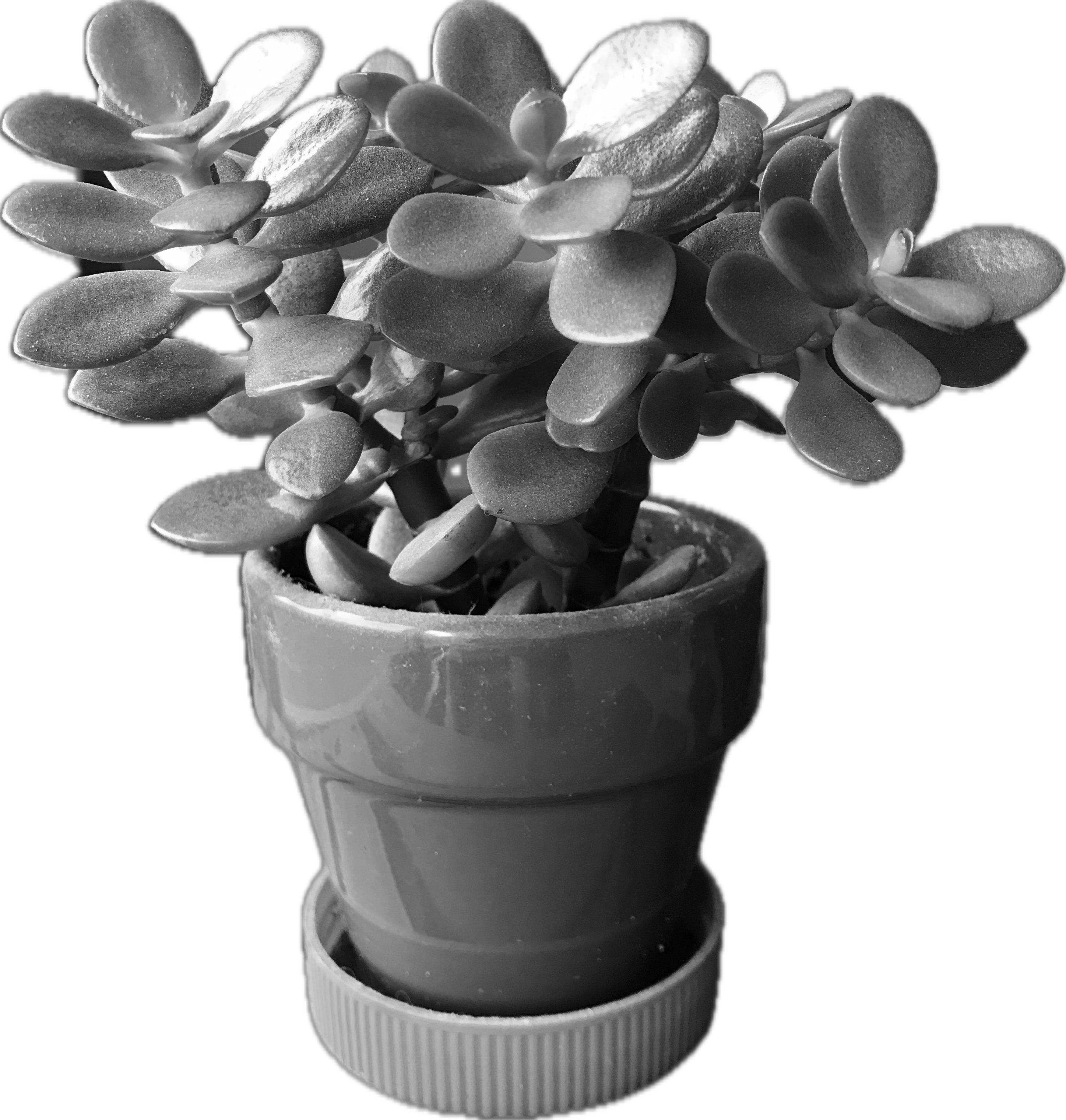 jade plant black and white