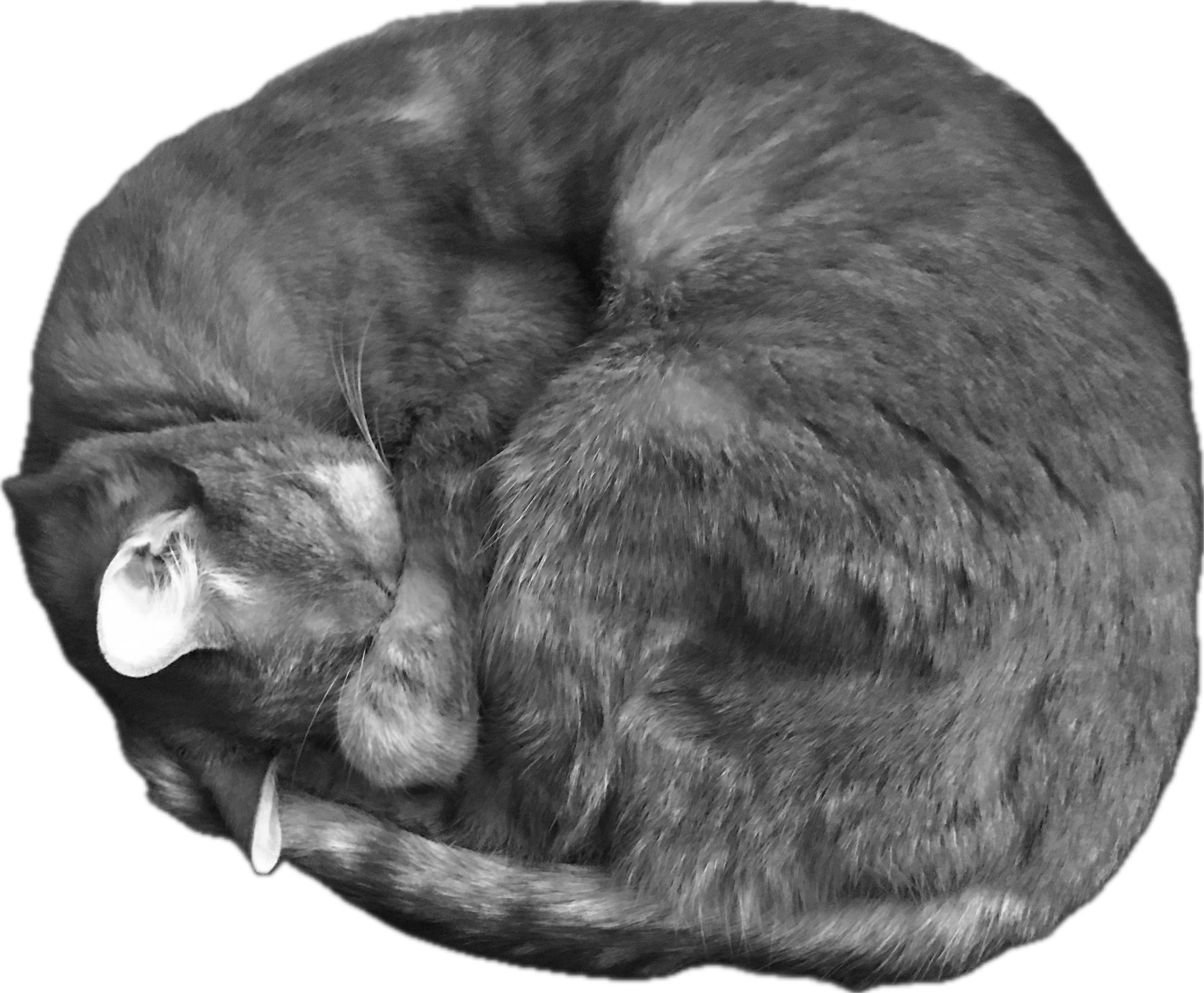 Lionel the cat curled in a circle